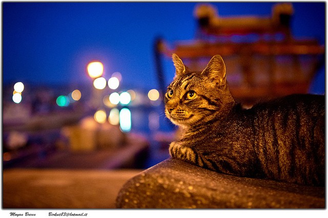 cat city - Moyan Brenn - Flickr