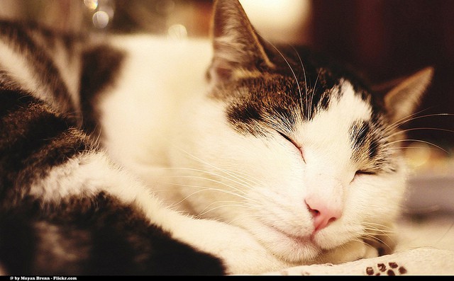cat sleeping - Moyan Brenn - Flickr