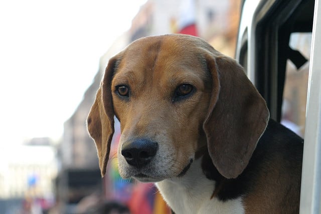 older beagle Enrico Flickr