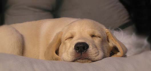 puppy sleeping smerikal Flickr