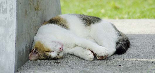 sleeping cat Tomoaki INABA Flickr