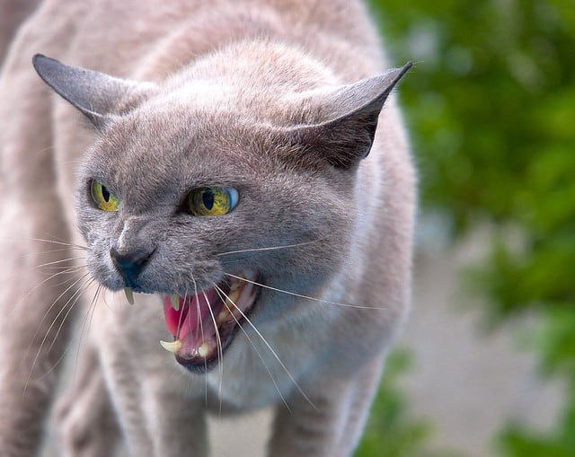 spitting cat - Hannibal Poenaru - Flickr