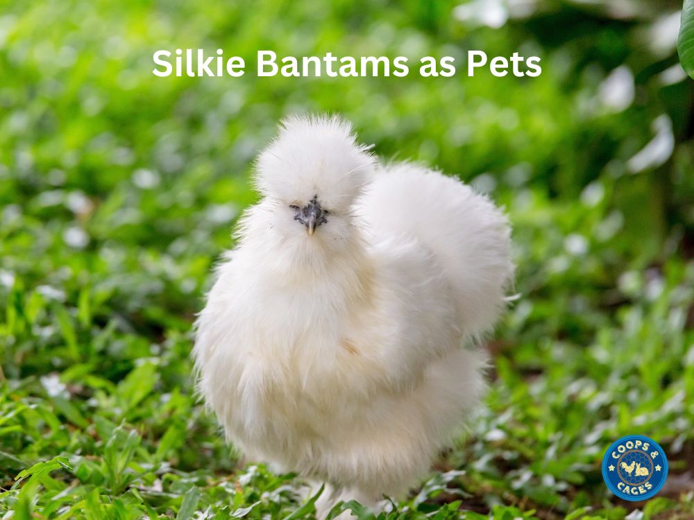 Silkie Bantams as Pets