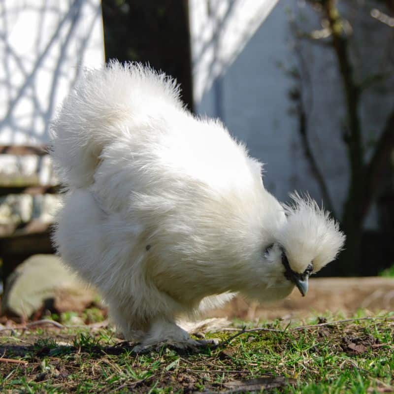 Silkie Chickens