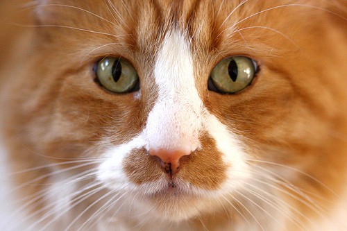 cat face - kevin dooley - flickr