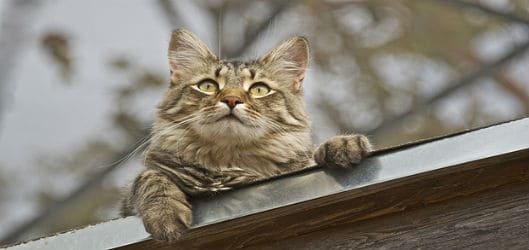 cat on roof