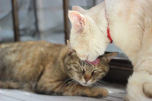 cats grooming - zaimoku woodpile - flickr