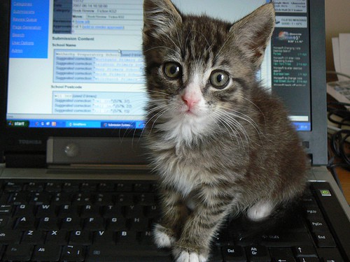 kitty - dougwoods - Flickr