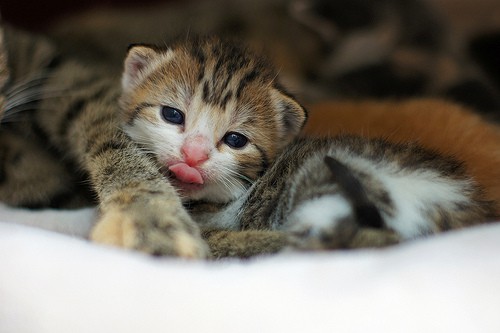 new kitten - hehaden - flickr
