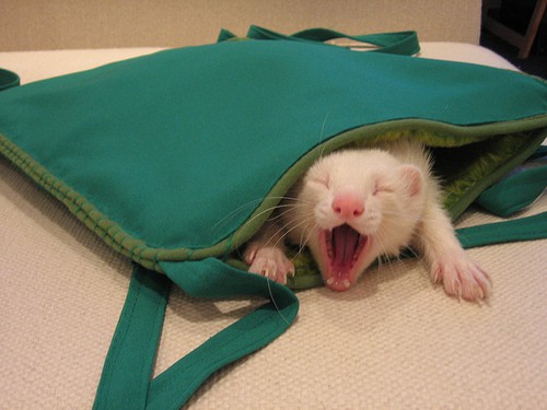 ferret in bag - Isa Coasta - flickr