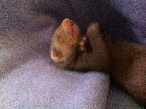 ferret sleeping - stacey cavanagh - flickr
