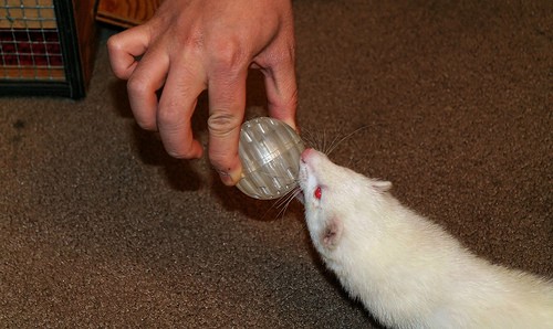 ferret with toy ball - AMagill - flickr