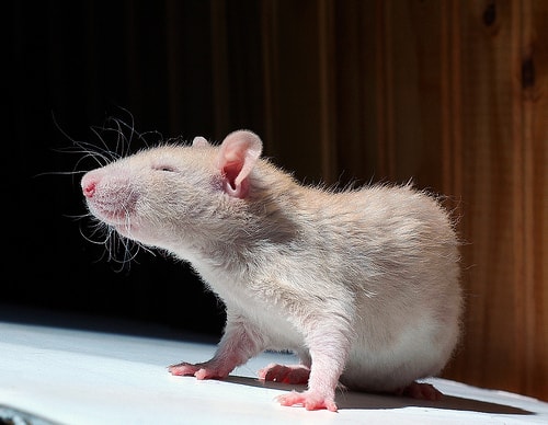 happy rat - Sarah_Jones - flickr