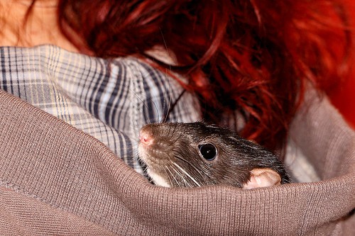 rat in hood - Airwolfhound - flickr