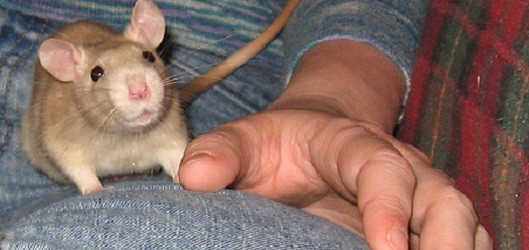 rat on lap malicious monkey flickr
