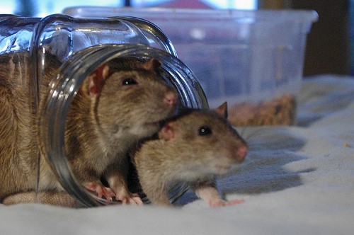 rats in a jar - liftarn - flickr