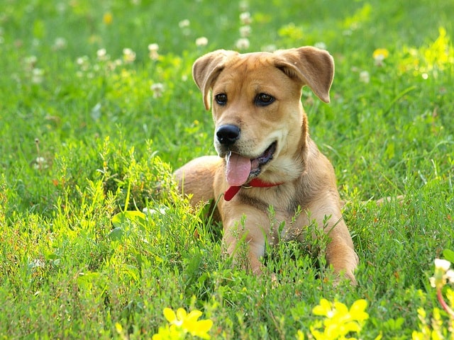 dog in grass - michael gil - flickr
