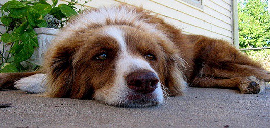 dog lying down josh flickr