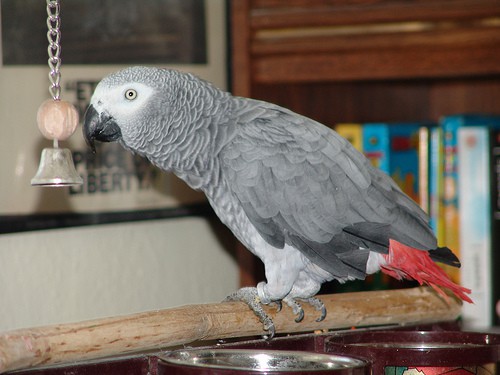 african grey on perch - Drew Avery - flickr