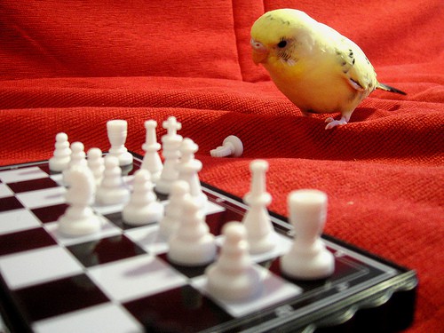budgie with chess - striatic - flickr