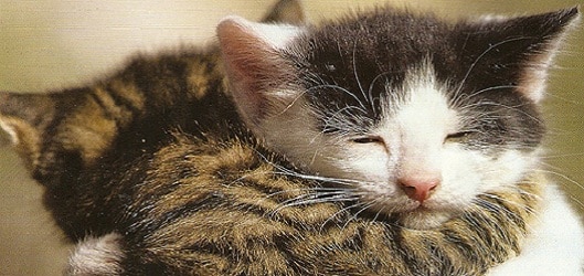 kittens cuddling Jetske19 flickr