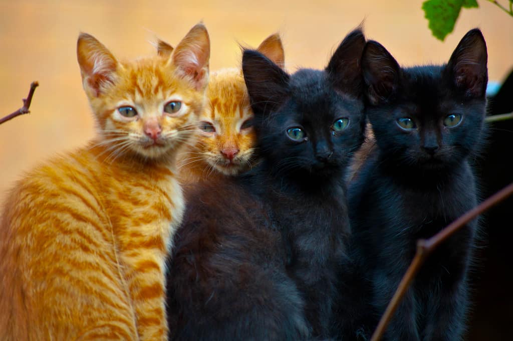 kittens - saveoursmile - flickr