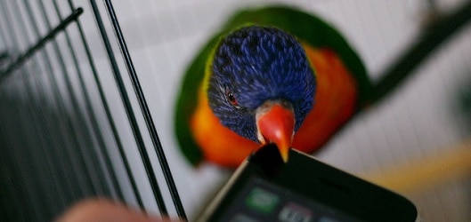 Rainbow lorikeet with iPhone