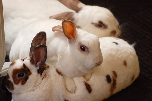 3 rabbits - carly and art - flickr