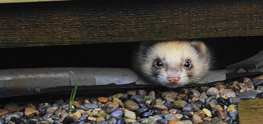 ferret loose in garden Michael Marston flickr.jpg