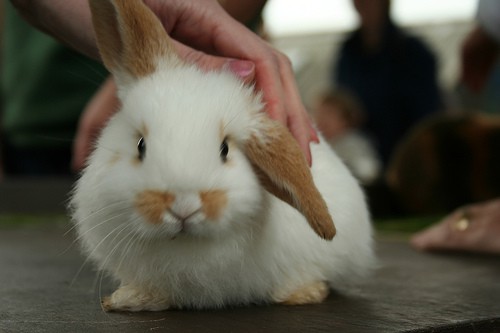 lop eared rabbit - hdc - flickr