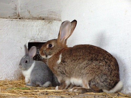 two sizes of rabbit - Raul - flickr