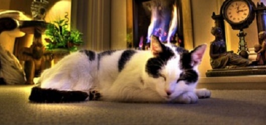 cat by fire caza flickr