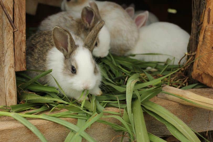 rabbits-eating-greens-Beyond-Poverty-Flickr