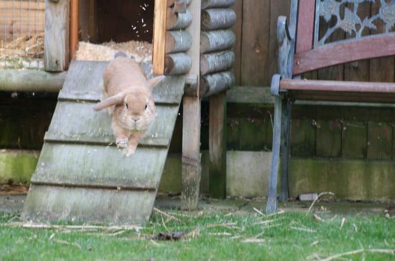 How To Set Up Your Rabbit Hutch Coops & Cages