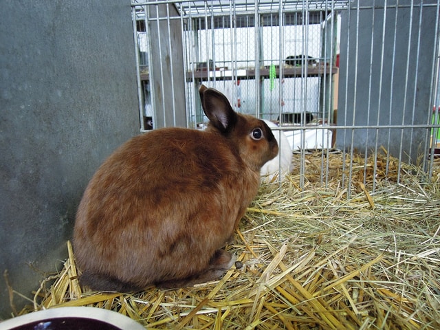 How to Keep Pregnant Rabbits Safe, Healthy and Warm