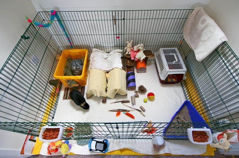 Bunny cage on sale set up