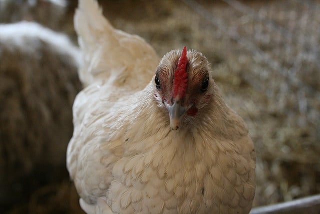 chicken-heres-looking-at-you-emptyjames-flickr