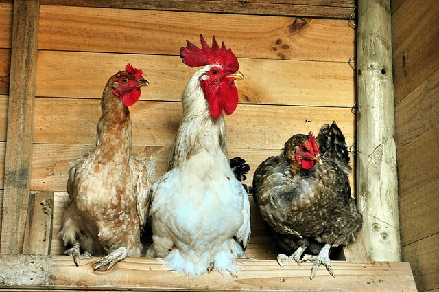 chickens-in-the-coop-daverugby83-flickr