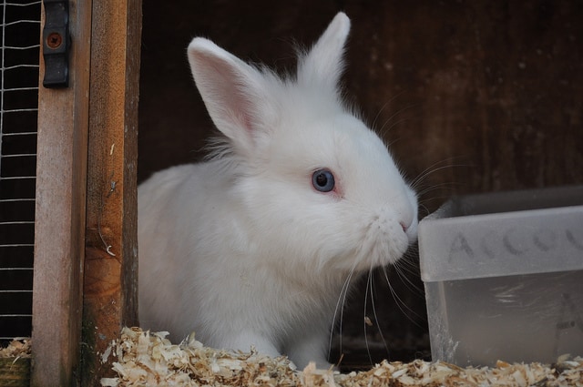 white-rabbit-Dave-Ludlam-Flickr