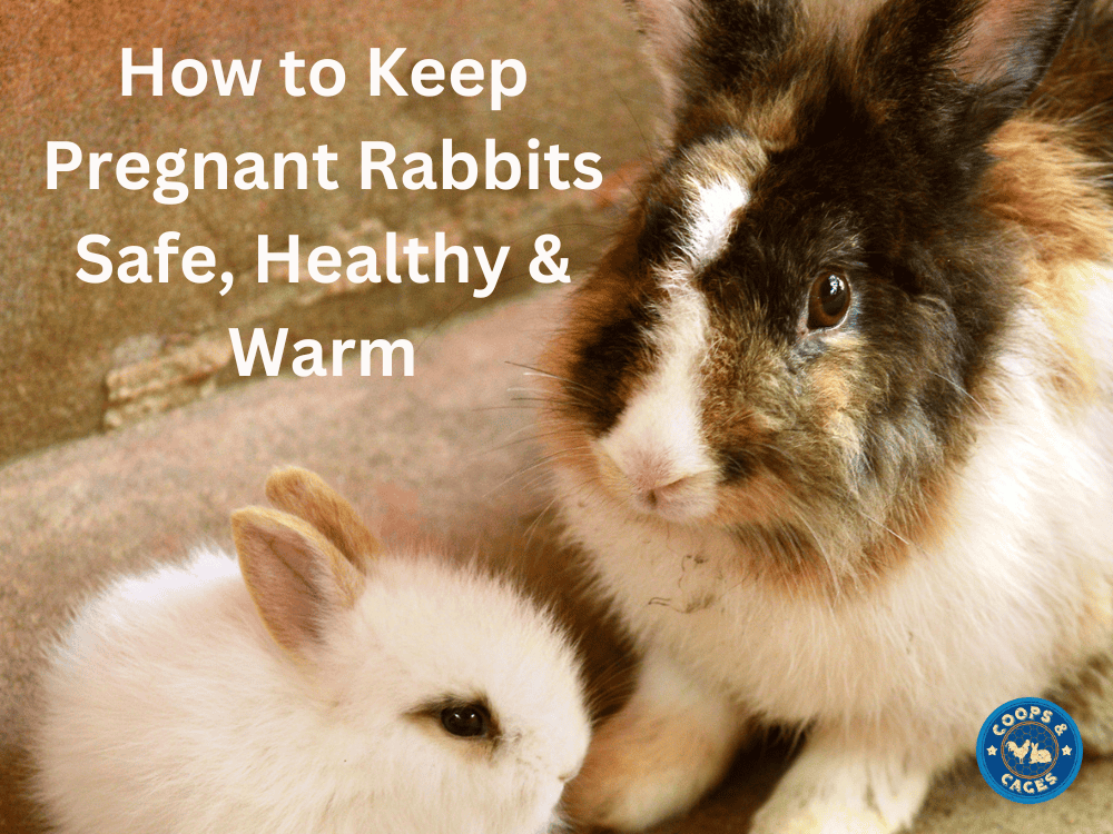 How to Keep Pregnant Rabbits Safe, Healthy and Warm