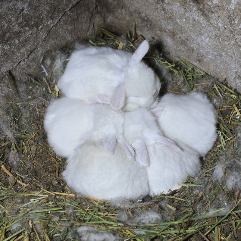 Learn About Rabbit Pregnancy