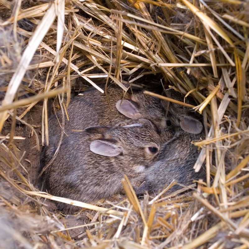 Provide Your Pregnant Rabbit with a Nest Box