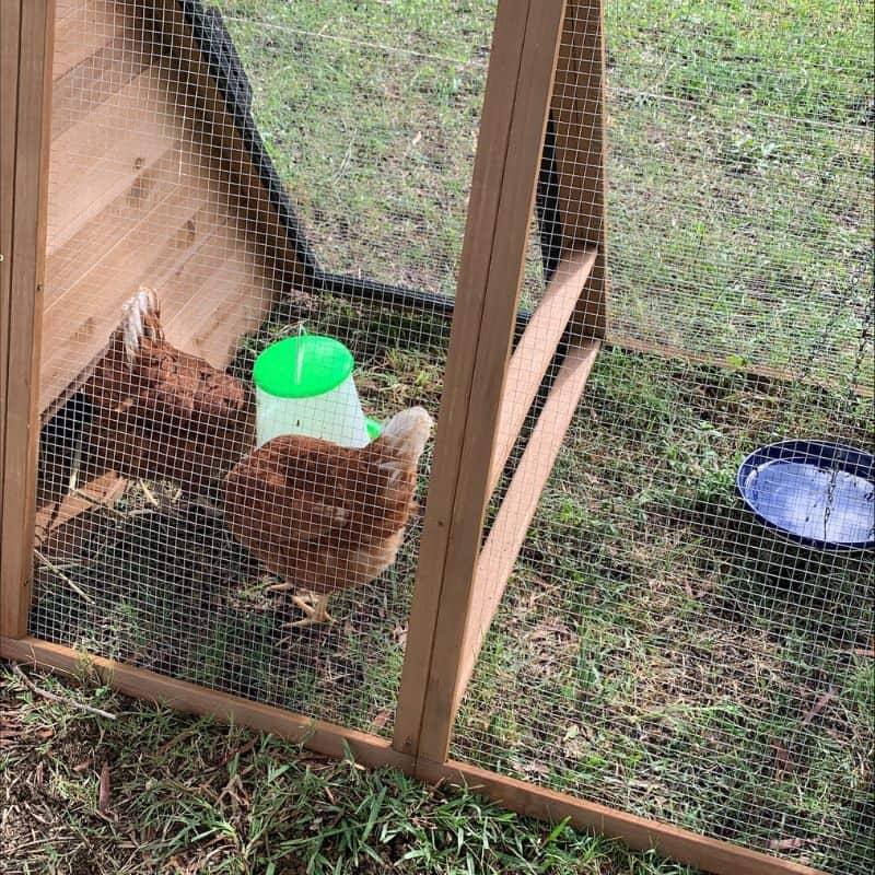 Chickens in chicken tractor