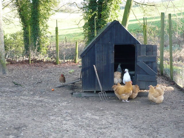 chicken-coop