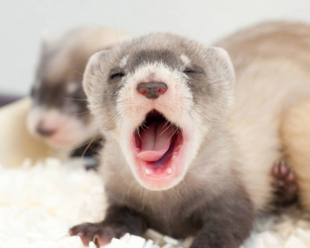 do ferrets need cages