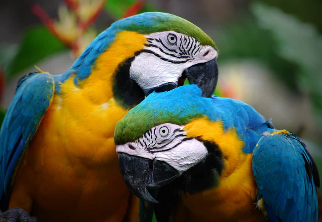 parrots_1