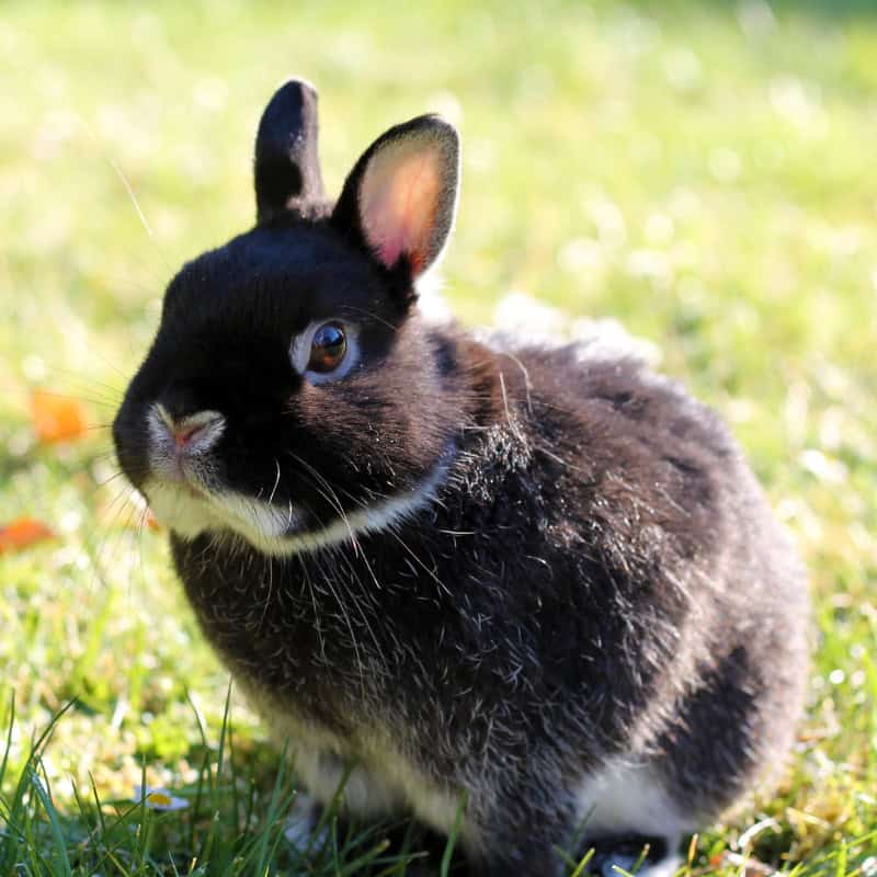 Dwarf Rabbit