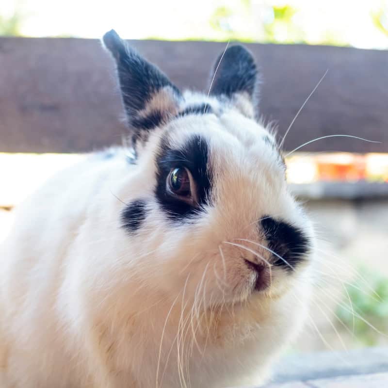 Netherland Dwarf Rabbit