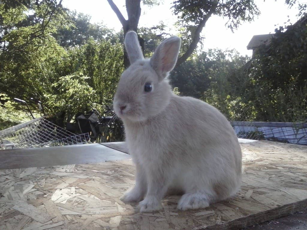 netherland dwarf bunny care