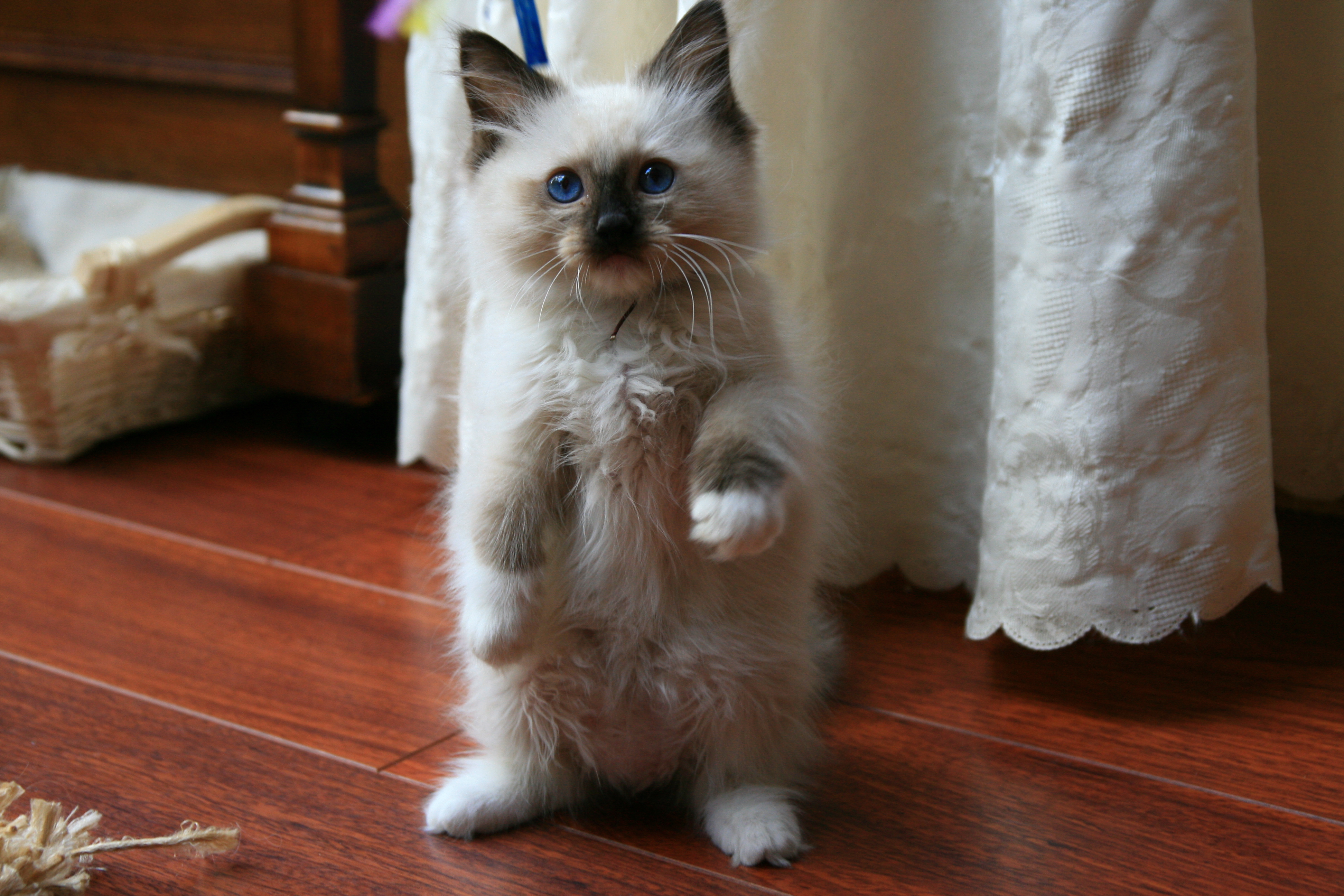 reverence ragdolls